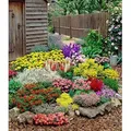 BALDUR Garten 12er Set Großer Staudengarten, Pflanzen im 7x7 cm-Topf, begeistert jedes Jahr mit seiner Blütenfülle, buntes Staudenbeet, winterha...