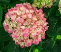 Dehner Zierstrauch Bauern-Hortensie, große Blüten, 45-55 cm exkl. Pflanztopf, 11 l Topf