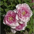 Strauchpfingstrose Hana Kisoi - Paeonia suffruticosa