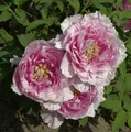 Strauchpfingstrose Hana Kisoi - Paeonia suffruticosa