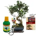 Exotenherz Geschenkset Bonsai Ficus Chinesischer Feigenbaum ca. 6 Jahre Alt Anfänger-Set