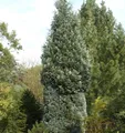 Scheinzypresse Pelts Blue 60-80cm - Chamaecyparis lawsoniana