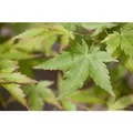 Acer Palmatum Sangokaku Japanischer Ahorn Korallenrot 40–60 cm