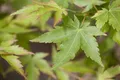 Acer palmatum 'Sangokaku', Japanischer Ahorn, korallenrot, 40–60 cm