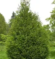 Riesen Lebensbaum Atrovirens 60-80cm - Thuja plicata