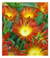 BALDUR Garten 3x Winterharte Eisblume Fire Wonder, Pflanzen im 9x9 cm-Topf, Delosperma congestum, Steingarten, winterharte Staude, trockenresistent, mehrjährig, bienenfreundlich, blühend