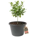 Blumenkübel XXL 90 Liter RUND 43cm hoch 63cm Durchmesser Made in Europe