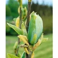 Magnolia Blütenmagnolie Blue Opal 60-80 cm