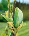 Pflanzen für Dich Gehölze Magnolia Blue Opal, 1 St., Magnolie