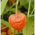 Lampionblume - Physalis alkekengi