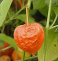 Lampionblume - Physalis alkekengi