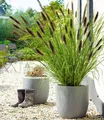 BALDUR Garten 1x Schwarzes Lampenputzergras, Pflanze im 9x9 cm-Topf, Ziergras, winterharte Staude, trockenresistent, mehrjährig, blühend, Pennisetum alopecuroides var. viridescens, Federborstengras