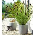 BALDUR Garten 1x Schwarzes Lampenputzergras, Pflanze im 9x9 cm-Topf, Ziergras, winterharte Staude, trockenresistent, mehrjährig, blühend, Pennise...