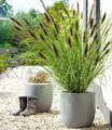BALDUR Garten 1x Schwarzes Lampenputzergras, Pflanze im 9x9 cm-Topf, Ziergras, winterharte Staude, trockenresistent, mehrjährig, blühend, Pennisetum alopecuroides var. viridescens, Federborstengras