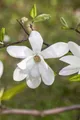 Magnolia kobus, weiß blühend, 60–80 cm