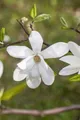 Pflanzen für Dich Gehölze Magnolia kobus, 1 St., Kobus-Magnolie, Kobushi-Magnolie