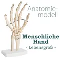 Anatomie Lehrmodell Menschliche Linke Hand Knochen beweglich Lebensgroß MedMod