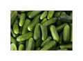 Stk - 5x Gurke Diamant F1 Mix EKO Gurken Gemüse - Samen KS523 - Seeds & Plants Shop by Ipsa