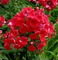 Hohe Flammenblume Red Riding Hood - Phlox paniculata