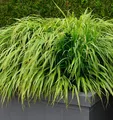 Japanisches Berggras Nicolas - Hakonechloa macra