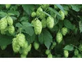 Hopfen 2 L Eckcontainer