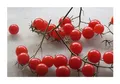 5x Rote Ribisel Wildtomate BIO Garten Gemüse Pflanzen - Samen PW28