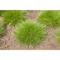 Festuca gautieri - Bärenfell-Schwingel - 9cm Topf