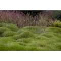 Festuca gautieri - Bärenfell-Schwingel - 9cm Topf