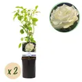 Kletterrose - Rosa White Climber - Blüte Weiß - Wenig Pflege - 2 Pflanzen - Top