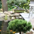 Hochstamm Zwerg Kiefer Picobello 40-60cm - Pinus mugo