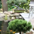Hochstamm Zwerg Kiefer Picobello 40-60cm - Pinus mugo