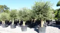 gruenwaren jakubik Olivenbaum winterharter XXL Olivenbaum Premium 50 Jahre, extra dicke Stämme