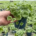 Weißbunter Gundermann 'Variegata', grün-weiß, Topf-Ø 12 cm, 6 Pflanzen
