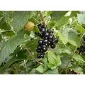 Ribes Nigrum Titania Schwarze Johannisbeere 60 Cm Stammhöhe