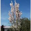 Japanische Säulenkirsche 100-125cm - Prunus serrulata