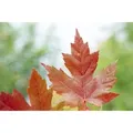 Acer Freemanii Autumn Blaze Feuerahorn Leuchtend Rot 125–150 cm