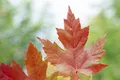 Pflanzen für Dich Gehölze Acer freemanii Autumn Blaze, 1 St., Freeman-Ahorn, Herbstblaze-Ahorn