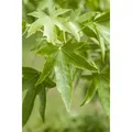 Liquidambar Styraciflua Amberbaum 80–100 cm