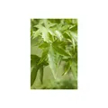 Liquidambar styraciflua, Amberbaum, 80-100 cm