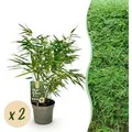 Exotenherz Bambus Fargesia Rufa Grün 2er Set 17cm Topf Höhe 60cm