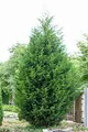 Cupressocyparis leylandii 100-125 cm – Immergrün & Winterhart & Pflegeleicht – Leyland-Zypresse – Heckenpflanze für Garten & Sichtschutz