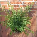 Japanische Stechpalme Tandai 15-20cm - Ilex crenata