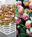 BALDUR Garten 7er Blühende-Bodendecker-Kollektion, Pflanzen im 9x9 cm-Topf, 5 Pflanzen Eisblumen Delosperma congestum & 2 Pflanzen Ringkörbchen Anacyclus depressus, winterharte Stauden, blühend