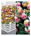 Blühende-Bodendecker-Kollektion, 7 Pflanzen