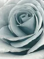Tapete Rose Glitter Blüten blau grau Wandtapete RaumTapete Glitzer edel Blumen