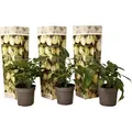 Melonenbirne - 3 Stk - Solanum Muricatum 'Pepino gold' - Höhe 25-40cm - ⌀9cm - Violett