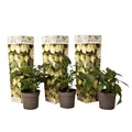 Plant in a Box - Solanum Muricatum 'Pepino gold' - Melonenbirne - 3er Set - Topf 9cm - Höhe 25-40cm