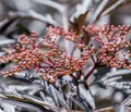 Dehner Obstpflanze Holunder Black Lace, Sambucus nigra, ca. 80-100 cm, Duft-Holunder mit dunkelrotem, geschlitztem Laub