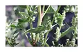 Stk - 30x Chenopodium album Weiße Gänsefuß Gemüse Pflanzen - Samen ID282 - Seeds & Plants Shop by Ipsa