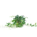 Gemeiner Efeu grün - pflegeleichte Zimmerpflanze, Hedera helix - Höhe ca. 20 cm, Topf-Ø 13 cm